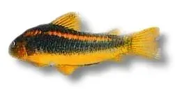 Näsets Ciklidhobby Corydoras aeneus gold strip pansarmal 4-5 cm