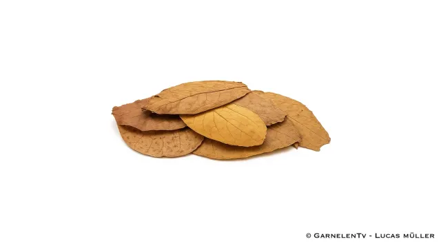 Garnelen TV Catappa mandelblad 10-pack akvarietillbehör