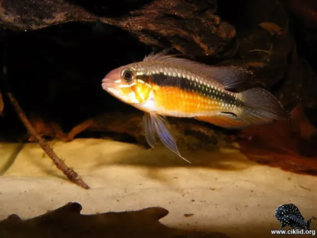 Apistogramma elizabethae Röd akvariefisk trio 3–3,5 cm