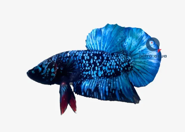 Näsets Ciklidhobby Betta plakat Black star kampfisk XL hane