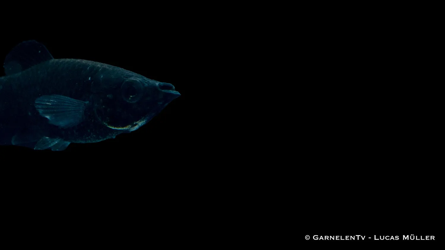 Garnelen TV Black Molly Poecilia sphenops akvariefisk svart