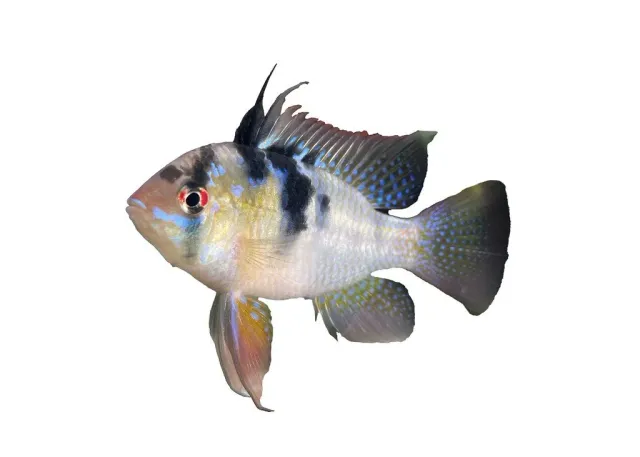 Näsets Ciklidhobby ramirezi original dvärgciklid 3,5–4 cm