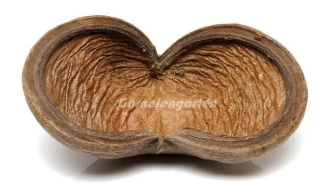 Garnelen TV Badam Schote akvariedekor 1-pack natur