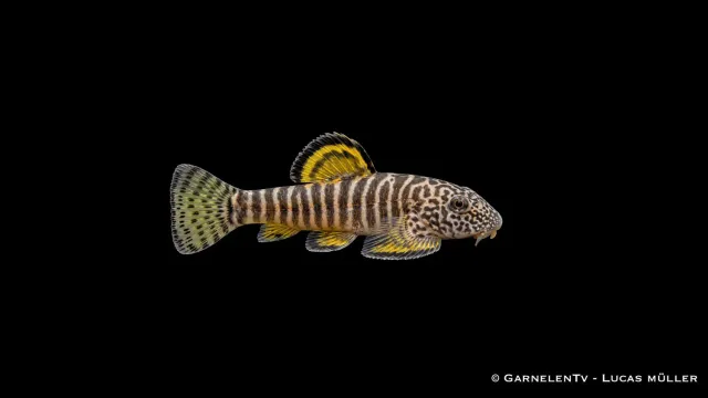 Garnelen TV zebra flossensauger Yellow Fin 4-5 cm algätare