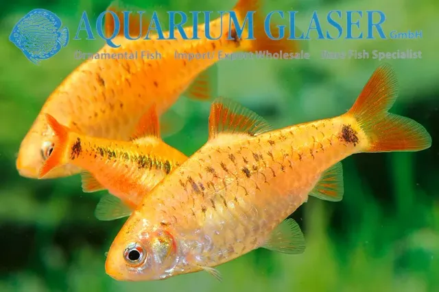 Barbus Neon golden barb stimfisk ml livlig stim