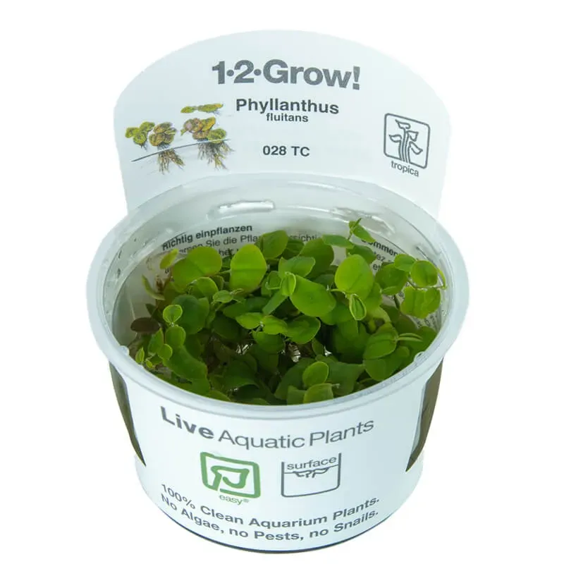 Akvarievalvet Phyllanthus fluitans flytväxt rödaktig