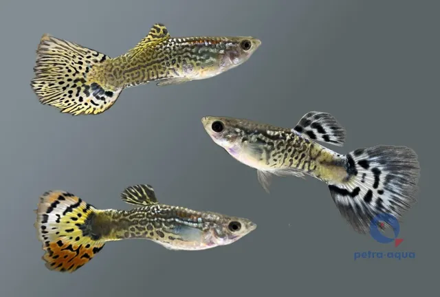 Näsets Ciklidhobby Poecilia reticulata Cobra Mix guppy 3–3,5 cm