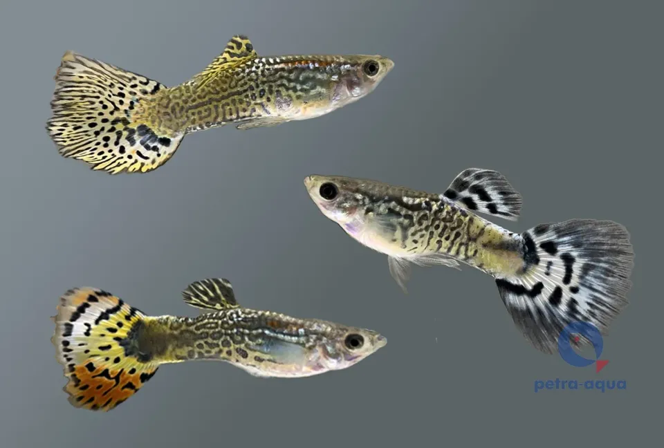 Näsets Ciklidhobby Poecilia reticulata Cobra Mix guppy 3–3,5 cm
