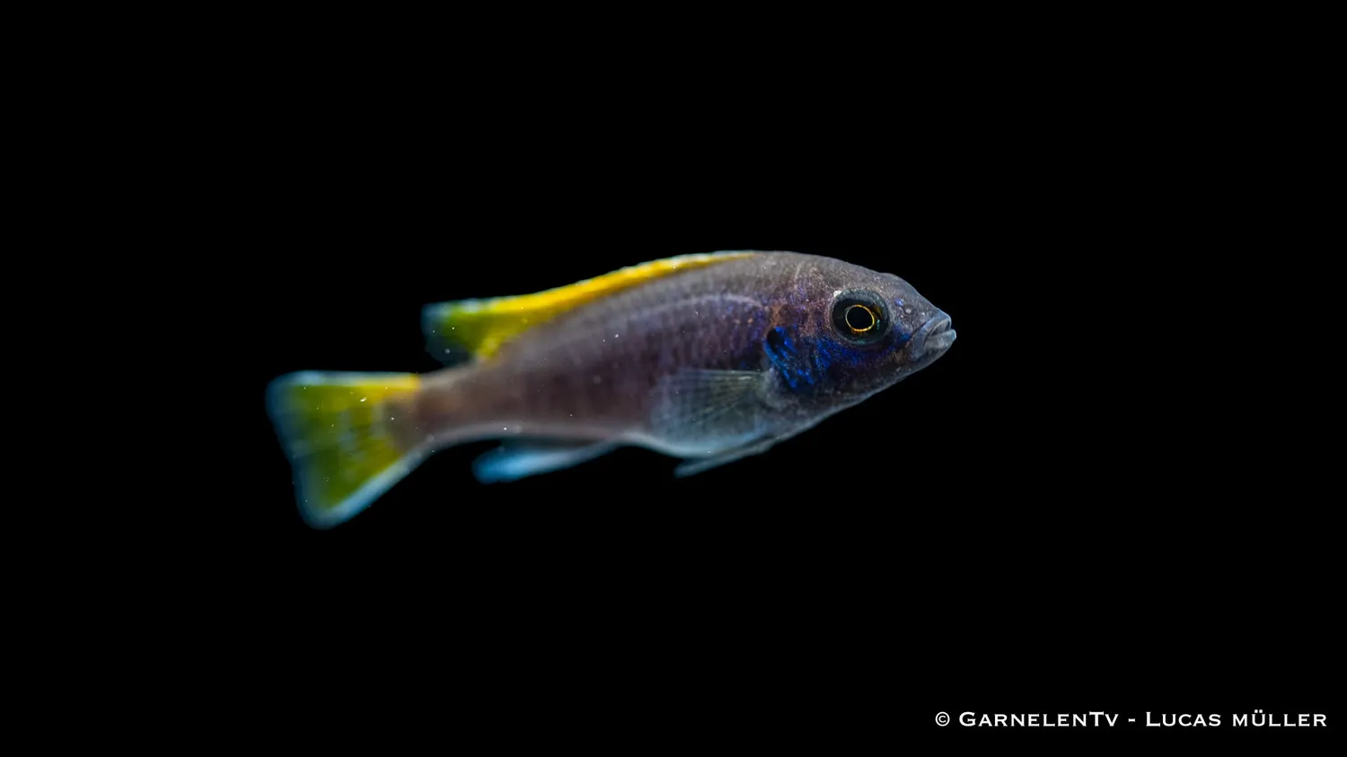 Garnelen TV Acei malawiciklid Pseudotropheus sp. 12 cm