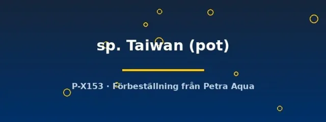 Näsets Ciklidhobby Nymphoides Taiwan akvarieväxt pot