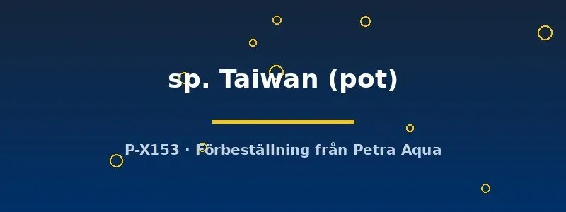 Näsets Ciklidhobby Nymphoides Taiwan akvarieväxt pot