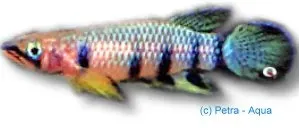 Näsets Ciklidhobby Pachypanchax playfairii panchax akvariefisk 4–5 cm