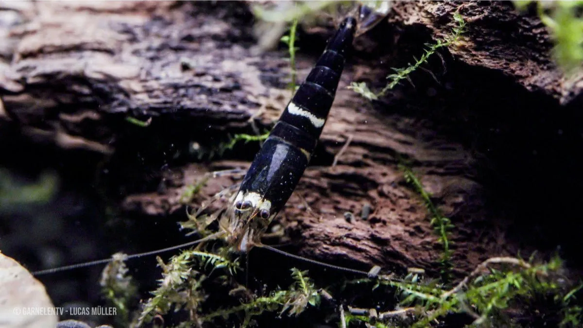 Garnelen TV Caridina logemanni Crystal Black räka