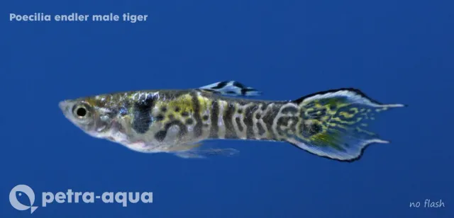 Poecilia Endler tiger guppy 1,5-2,5 cm färgstark