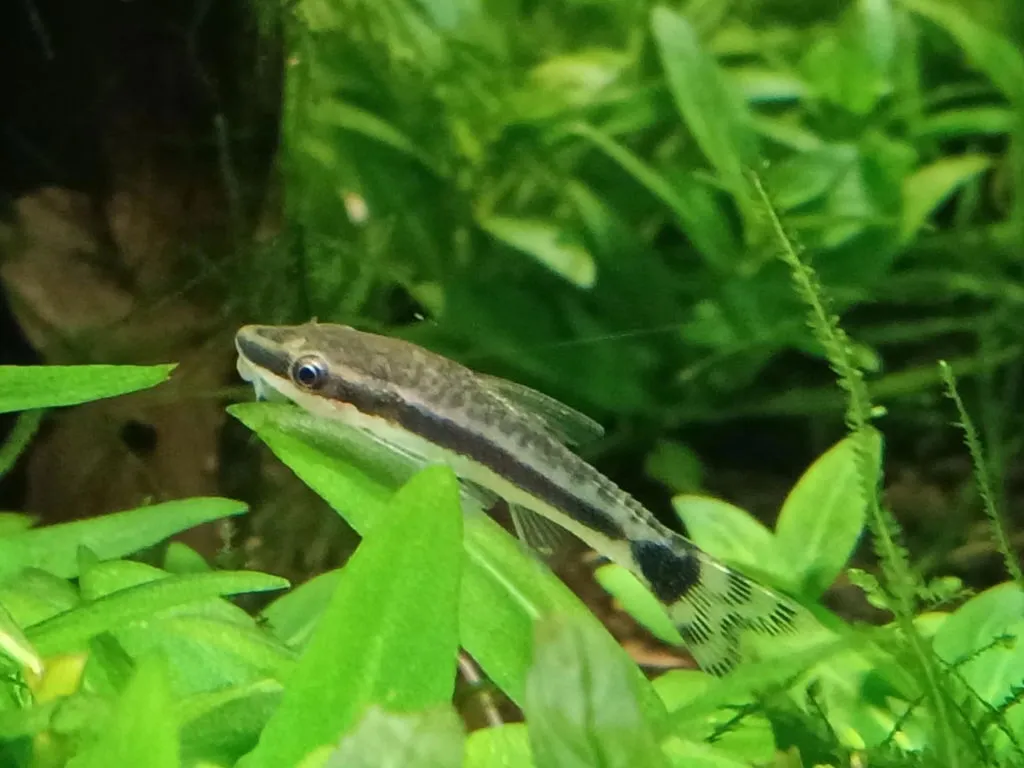 Garnelen TV Otocinclus affinis algätande mal 4–5 cm