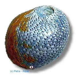 Clithon retropictus algsnäcka 2 cm