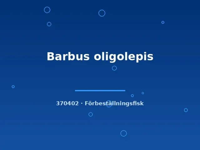 Barbus oligolepis barb akvariefisk md storlek