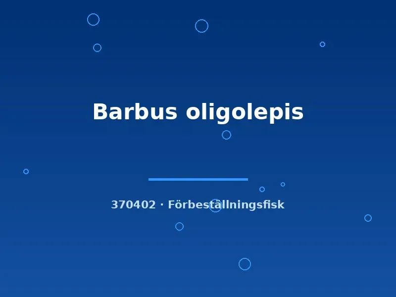 Barbus oligolepis barb akvariefisk md storlek