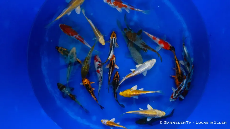 Garnelen TV Japan Koi Yamazaki Cyprinus carpio dammfisk 13-15cm
