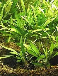 Echinodorus quadricostatus akvarieväxt pot förgrund