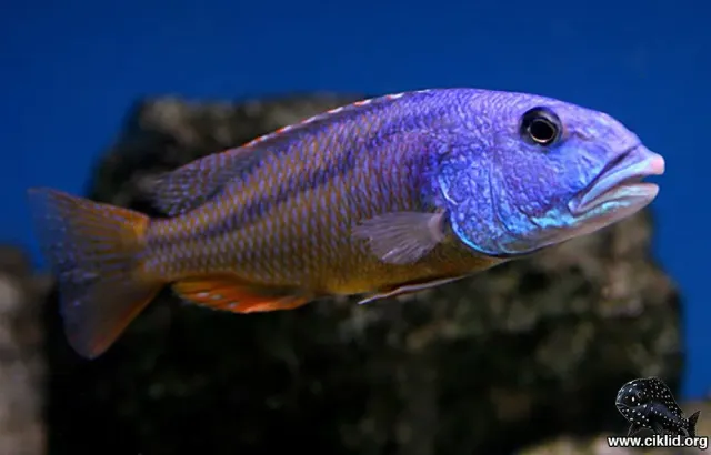 Näsets Ciklidhobby Aristochromis christyi ciklid 3,5–4 cm rov