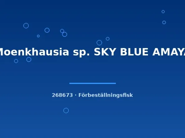 Moenkhausia Sky Blue Amaya tetra LG stimfisk