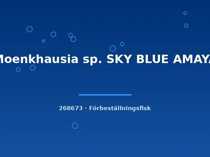 Moenkhausia Sky Blue Amaya tetra LG stimfisk