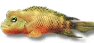 Näsets Ciklidhobby Flathead Cichlid Buffalohe 8 cm akvariefisk bottenlevande