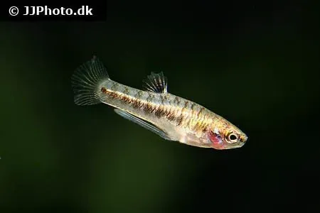 Näsets Ciklidhobby Heterandria formosa fisk 1,5-2 cm