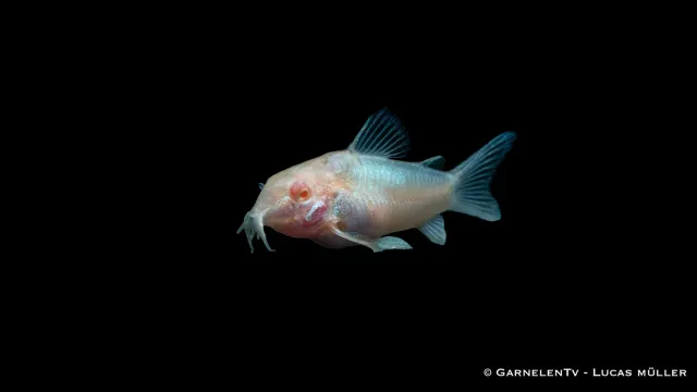 Garnelen TV Metallpansarmal albino bottenfisk grupp