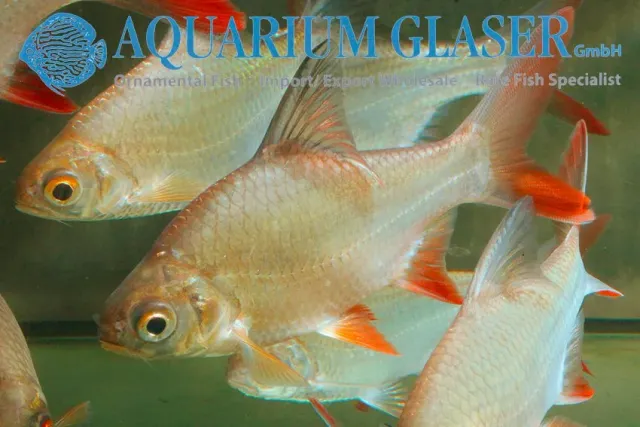 Näsets Ciklidhobby Tinfoil barb 8-10 cm akvariefisk stor