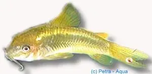 Näsets Ciklidhobby Corydoras Green Laser pansarmal 2,5–3 cm