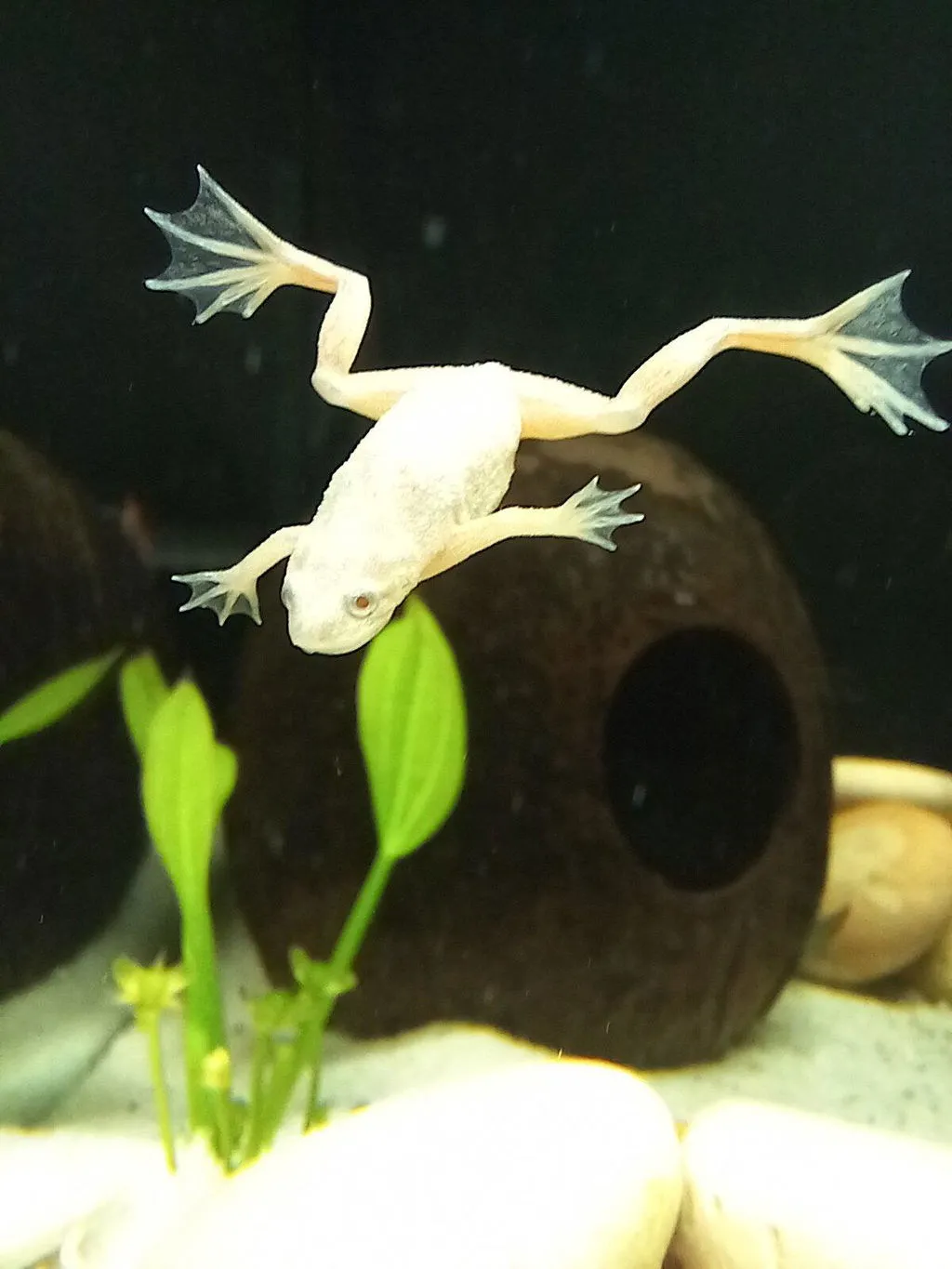 Garnelen TV Dvärgklokgroda guld albino akvariegroda