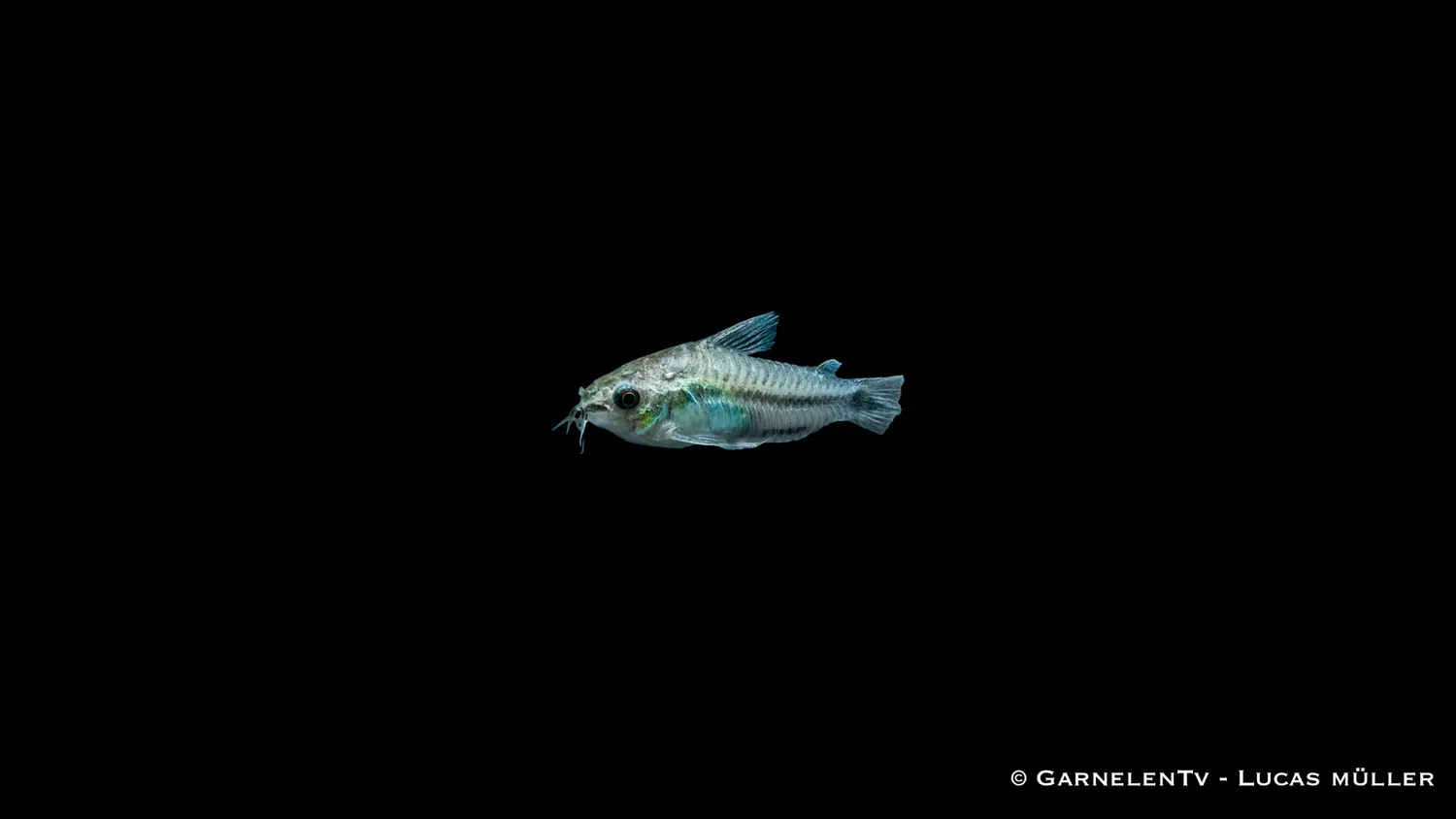 Garnelen TV Corydoras pygmaeus dvärgpansarmal stimfisk fredlig