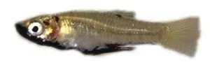 Girardinus metallicus topminnow 3–4 cm metallglans