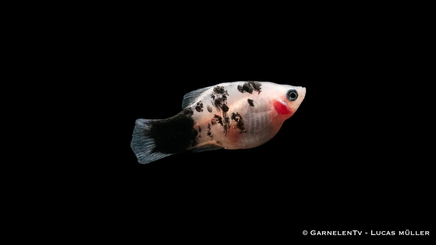 Garnelen TV Dalmatiner Xiphophorus maculatus platy
