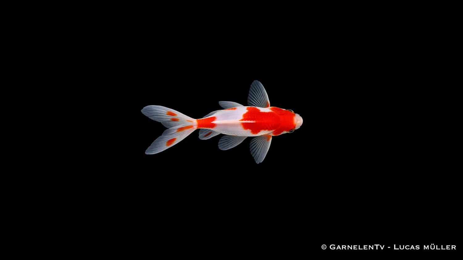 Garnelen TV Sarasa guldfisk 4–6 cm dammfisk