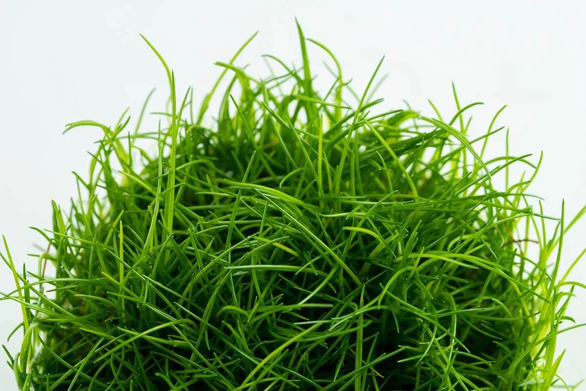 Akvarievalvet Eleocharis acicularis akvarieväxt matta