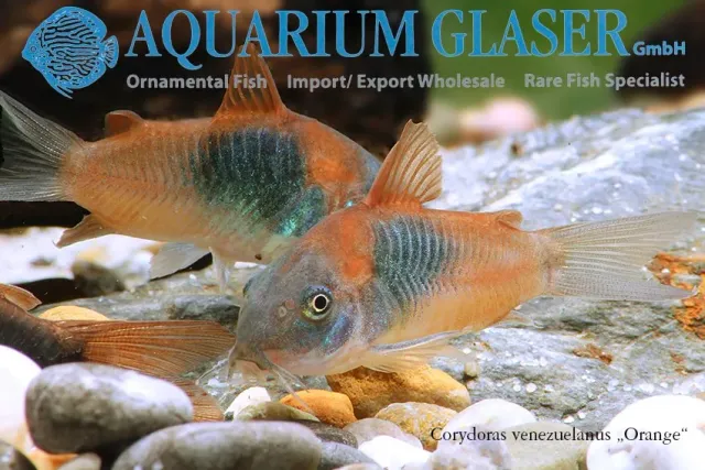 Näsets Ciklidhobby Corydoras venezuelanus orange mal 2,5–3 cm