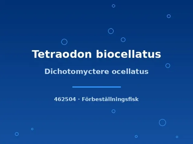 Dichotomyctere ocellatus kulfisk 4–5 cm fläckig