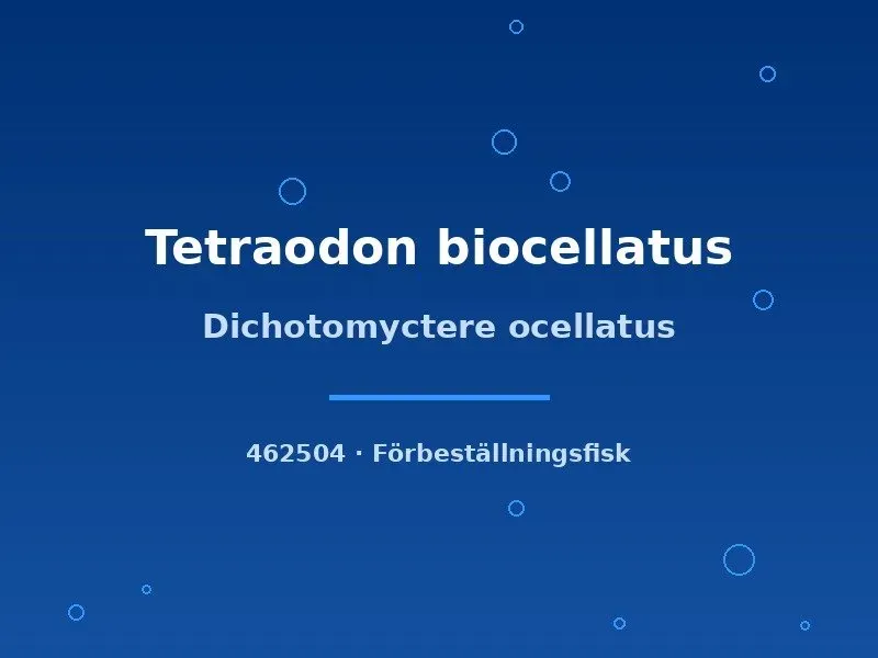 Dichotomyctere ocellatus kulfisk 4–5 cm fläckig