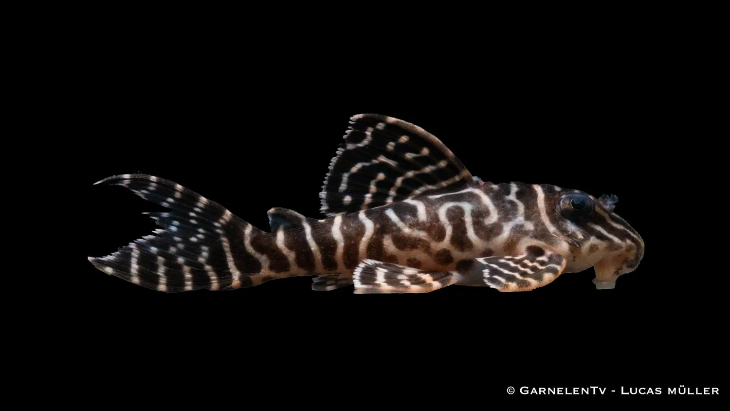 Garnelen TV L66 King Tiger mal 4-6 cm Hypancistrus