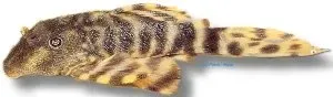 Näsets Ciklidhobby Panagolus L206 sp. akvariemal 3 cm