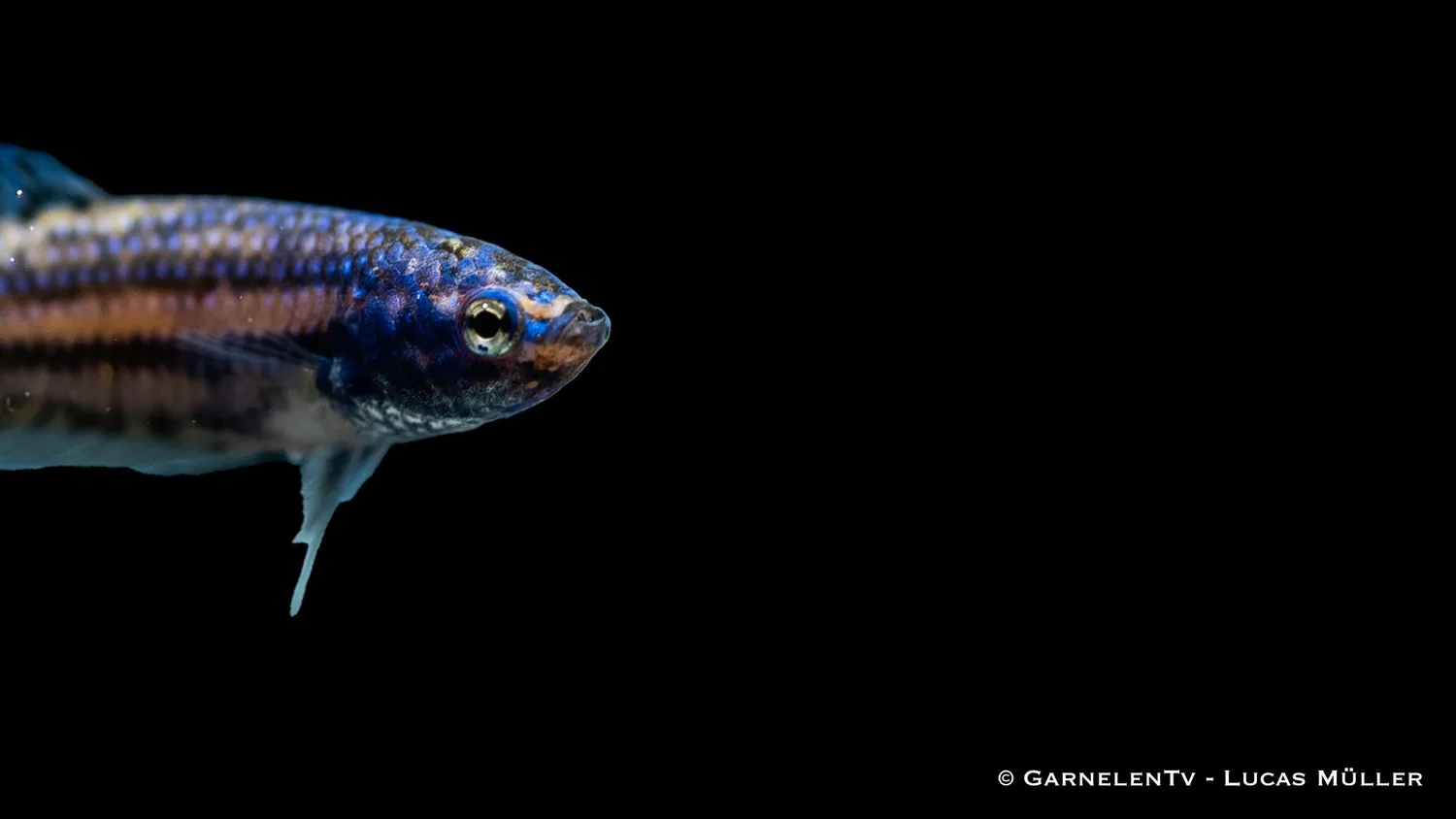 Garnelen TV Alien kampfisk hona Betta sp lugn