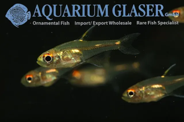 Näsets Ciklidhobby Aphyoditeina morse-tetra akvariefisk md-lg
