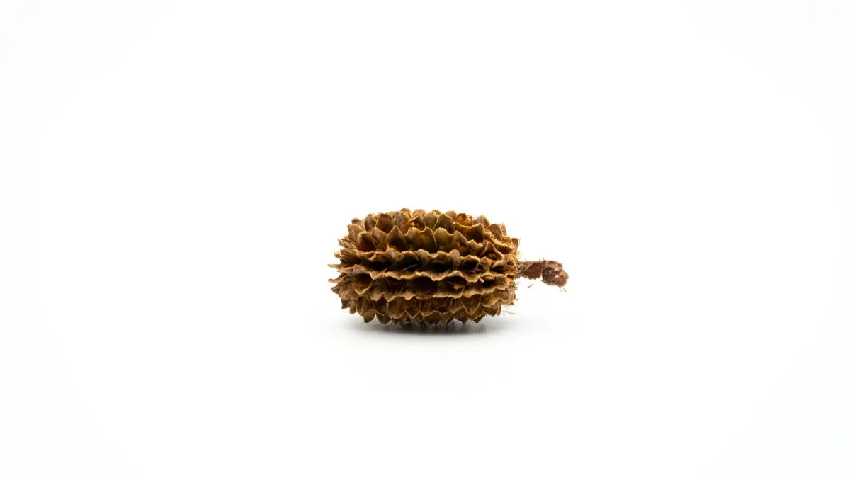Garnelen TV Premium Casuarina Cones kottar 30 g
