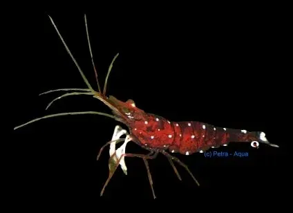 Näsets Ciklidhobby Caridina sp. white spotted red räka 1–1,5 cm