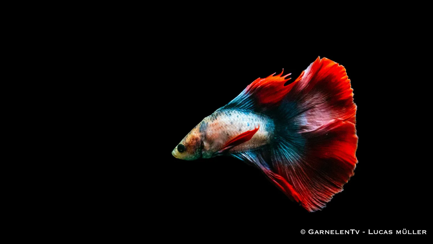 Garnelen TV Kampffisch Superdelta Twintail kampfisk hane