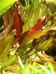 Näsets Ciklidhobby Echinodorus Red Indian akvarieväxt kruka röd