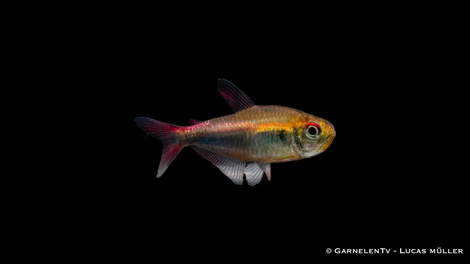 Garnelen TV Hyphessobrycon margitae tetra stimfisk röd-blå